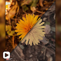 ویدیو آموزشی یک ادیت زیبای پاییزی