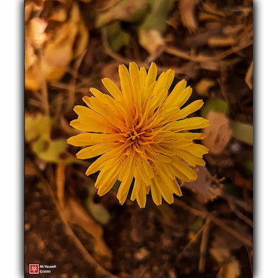 ادیت عکس(موبایل گرافی) زیبای پاییزی در فتوشاپ به صورت حرفه‌ای