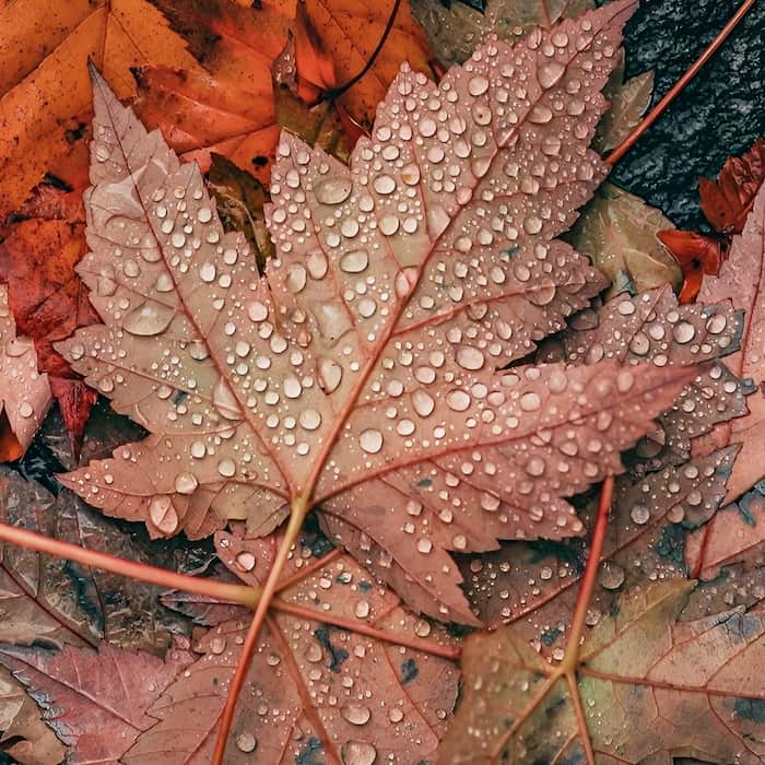 والپیپر زیبای برگهای پاییزی با تم نارنجی پاییز