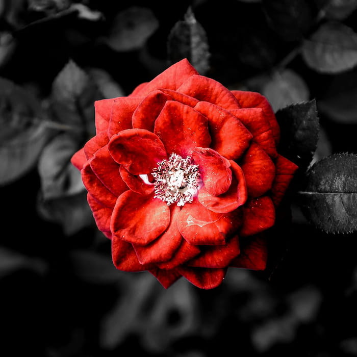 والپیپر دارک گل سرخ با تم رنگی سال 2024