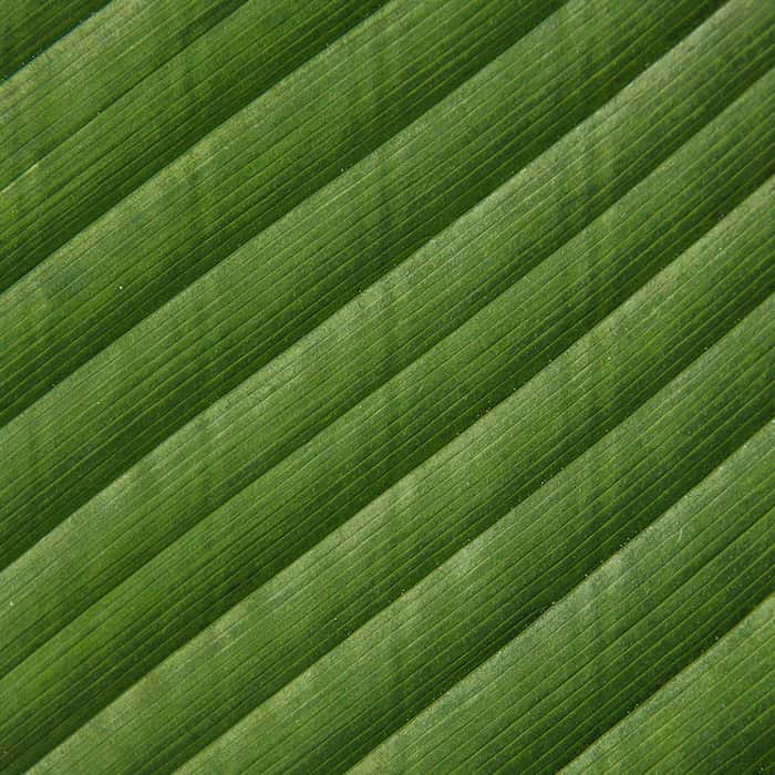 والپیپر ساده طبیعت برگهای سبز درختان