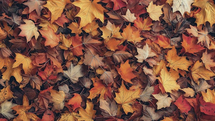 والپیپر پاییزی برگهای درختان با کیفیت 8k برای کامپبوتر