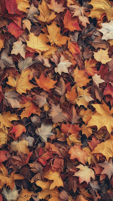 والپیپر پاییزی برگهای درختان با کیفیت 8k برای موبایل