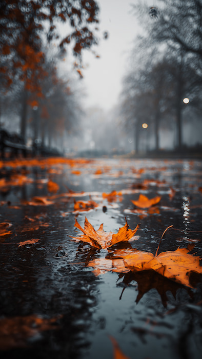 والپیپر زیبای جاده بارانی پاییزی برای موبایل 4k