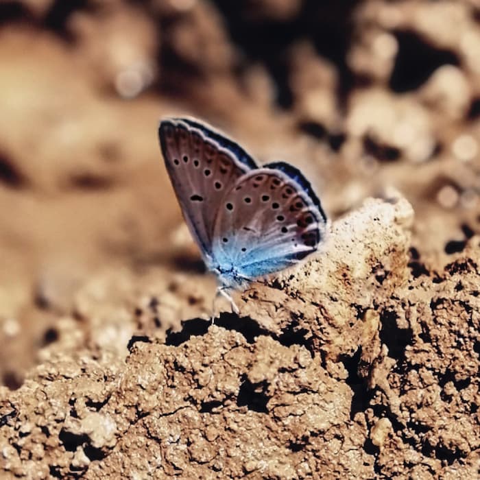 والپیپر هنری پروانه  بنفش