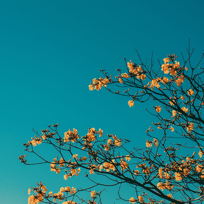 والپیپر مینیمال آسمان آبی و شکوفه‌های بهاری درخت