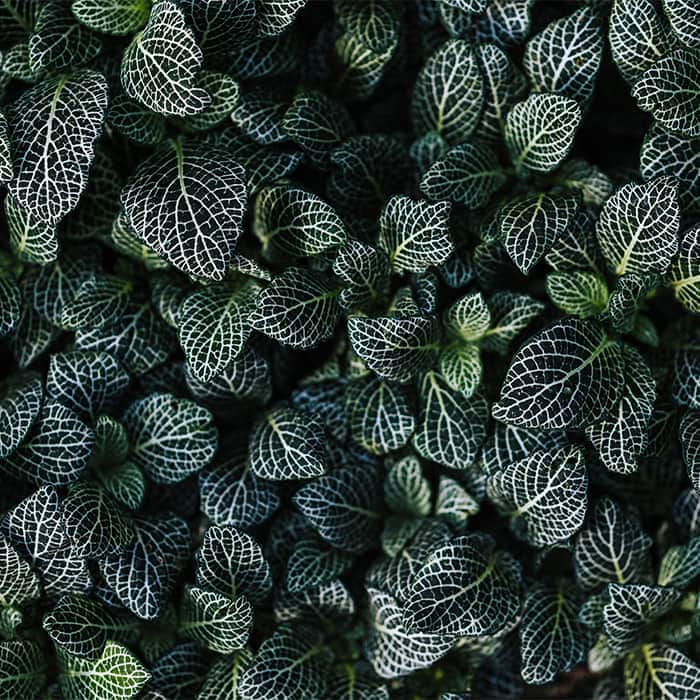 والپیپر دارک برگ‌های درختان