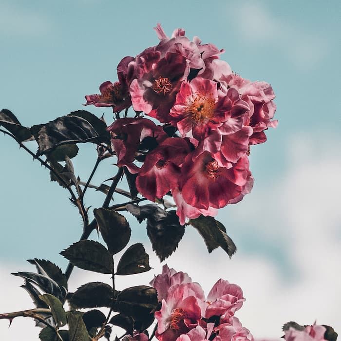 والپیپر زیبای بهاری گل یاس صورتی با چشم‌انداز آسمان آبی