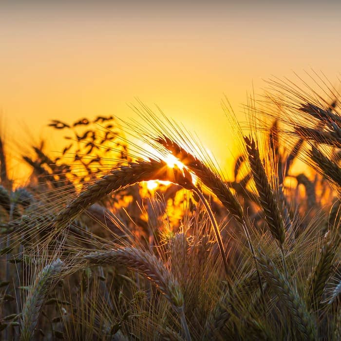 والپیپر زیبای غروب خورشید در مزرعه