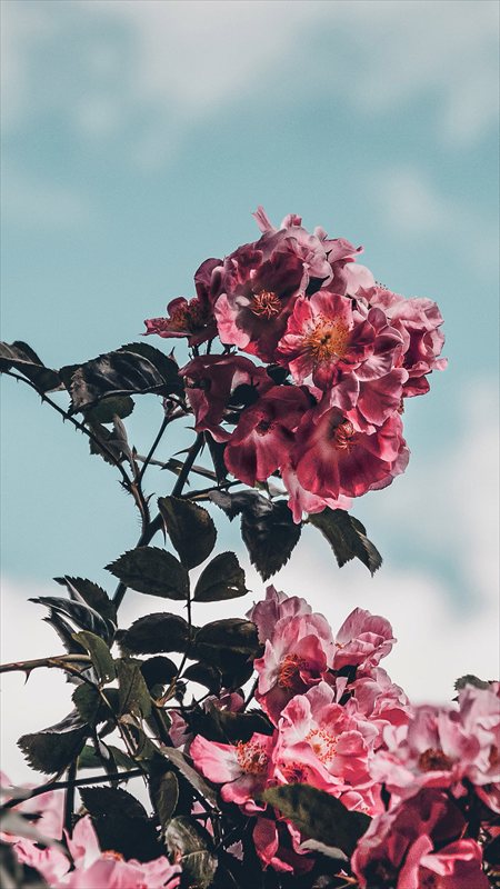 والپیپر بهاری گل یاس صورتی، موبایل