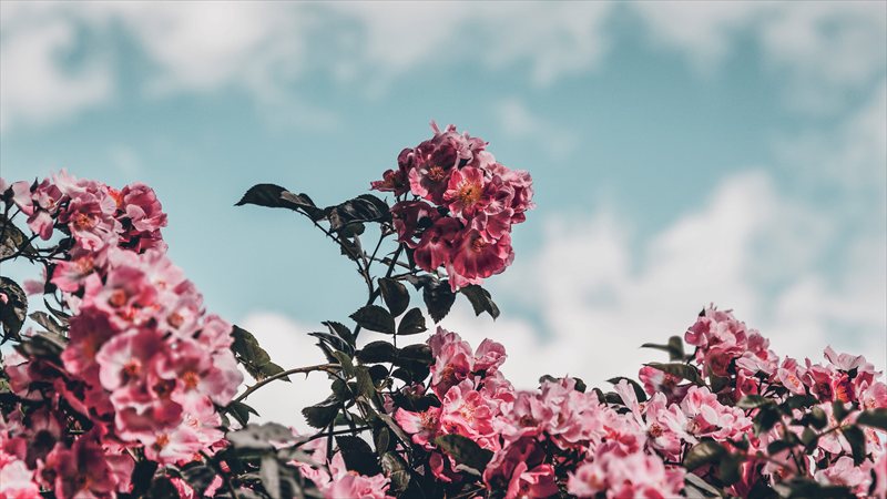 والپیپر بهاری گل یاس صورتی، کامپیوتر