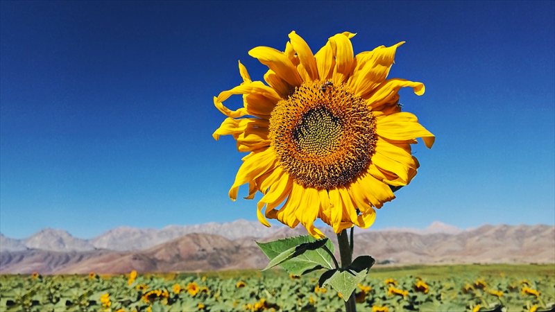 والپیپر مزرعه گل آفتابگردان نسخه دسکتاپ