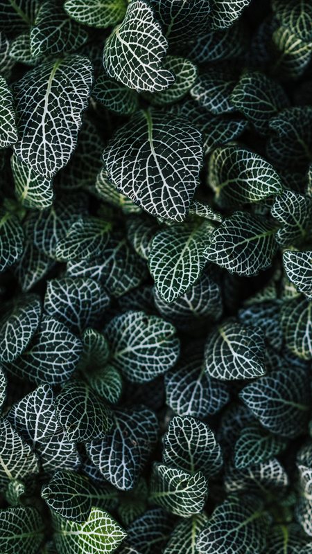 والپیپر طبیعت برگ درختان برای موبایل