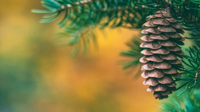 والپیپر طبیعت از درخت کاج برای دسکتاپ