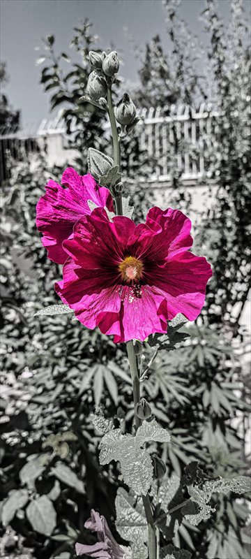 والپیپر خاص گل صورتی با تم دارک، موبایل