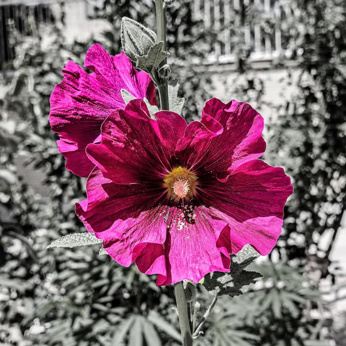 والپیپر خاص گل صورتی با تم دارک