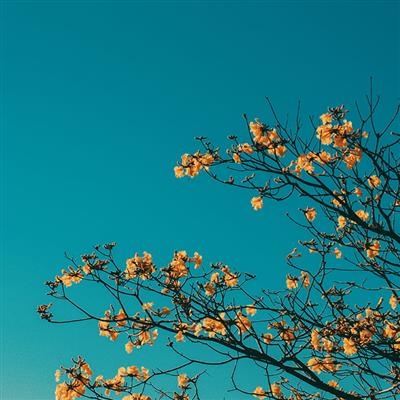 والپیپر مینیمال آسمان آبی و شکوفه‌های بهاری درخت