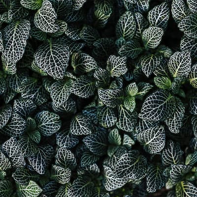 والپیپر دارک برگ‌های درختان