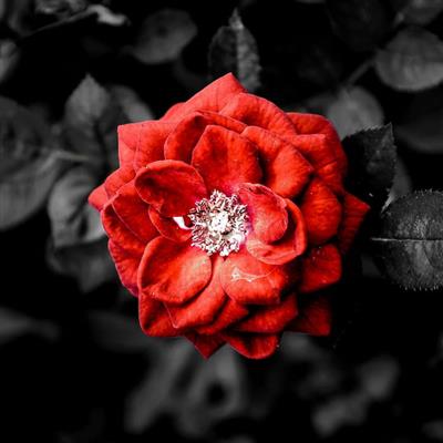 والپیپر دارک گل سرخ با تم رنگی سال 2024