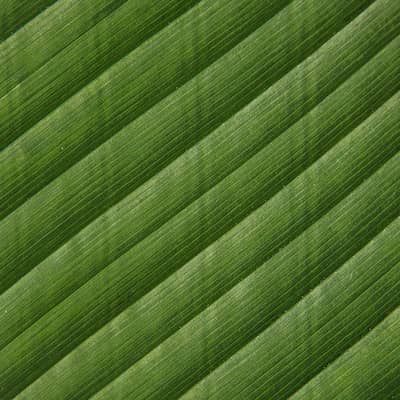 والپیپر ساده طبیعت برگهای سبز درختان