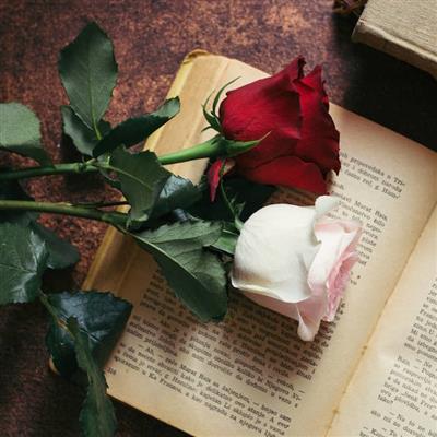 والپیپر خاص و مینیمال گل‌های رز قرمز و سفید بر روی کتاب‌ها