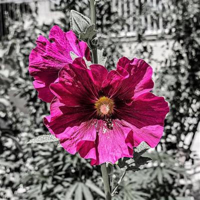 والپیپر خاص گل صورتی با تم دارک