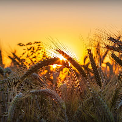 والپیپر زیبای غروب خورشید در مزرعه