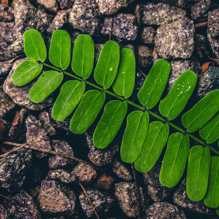 والپیپر شاخه درخت و سنگهای رنگی